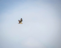IMG_4771
