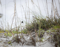 EM1_7396