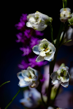 Flowers from Purple Tulip
