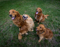 Williamson Puppy Session