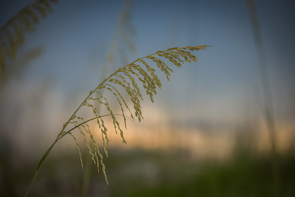 EM1_4650-Edit
