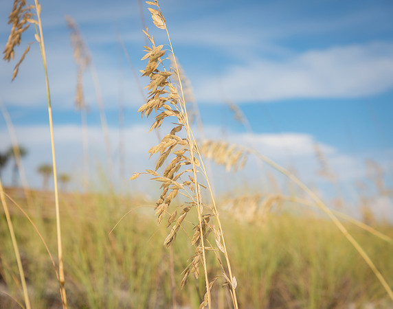 NLHL2969